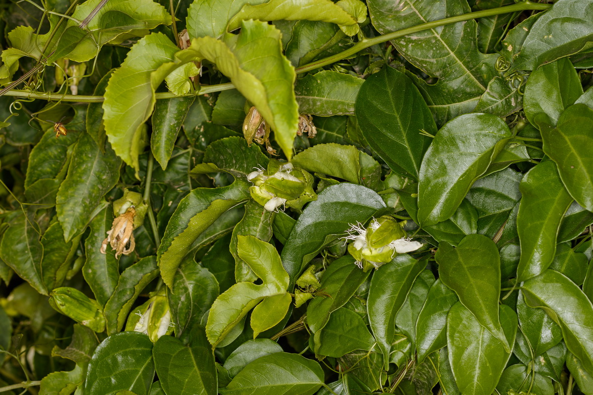  MG 5436 Passiflora edulis fruta de la pasion maracuya