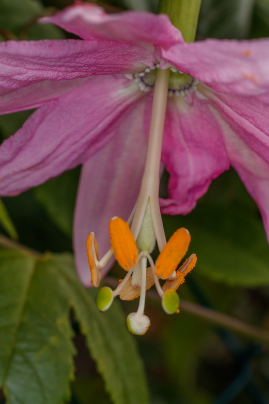  MG 2964 Passiflora mollissima