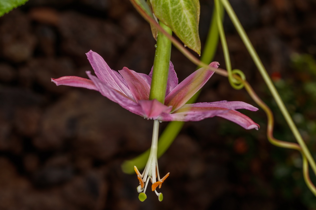 MG 2965 Passiflora mollissima