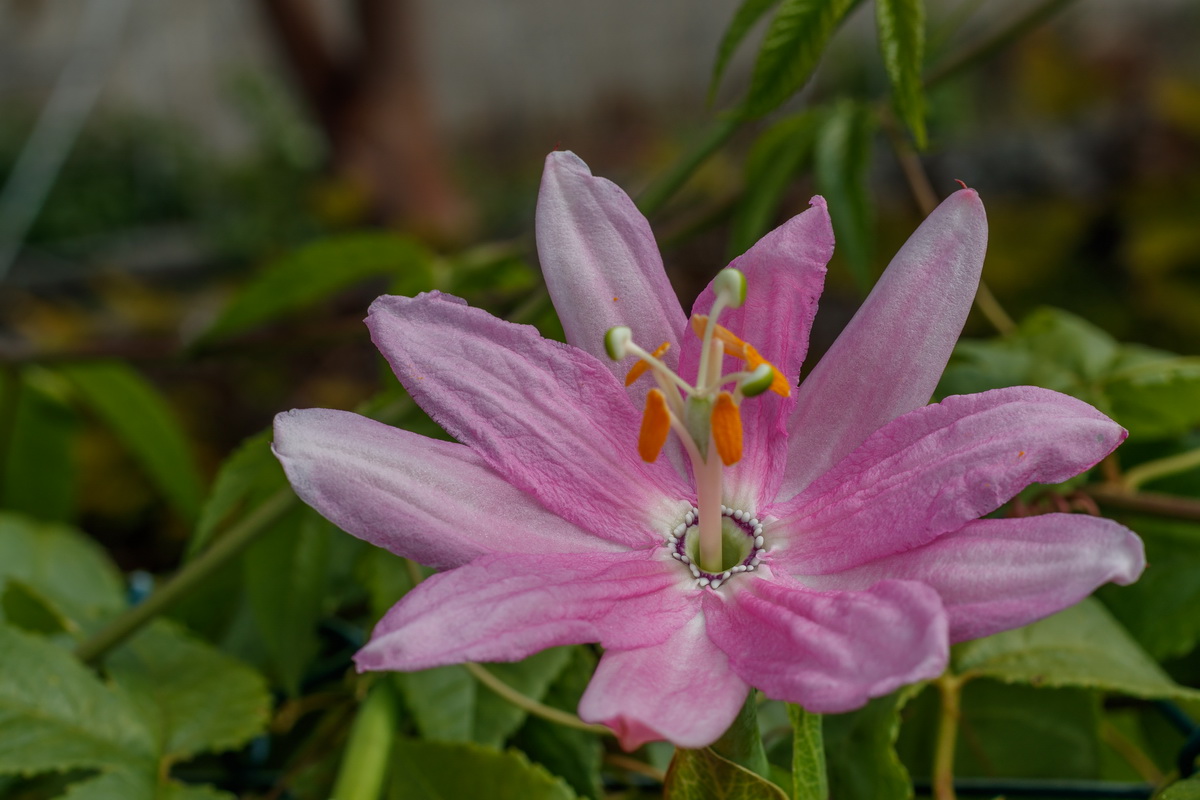  MG 2967 Passiflora mollissima