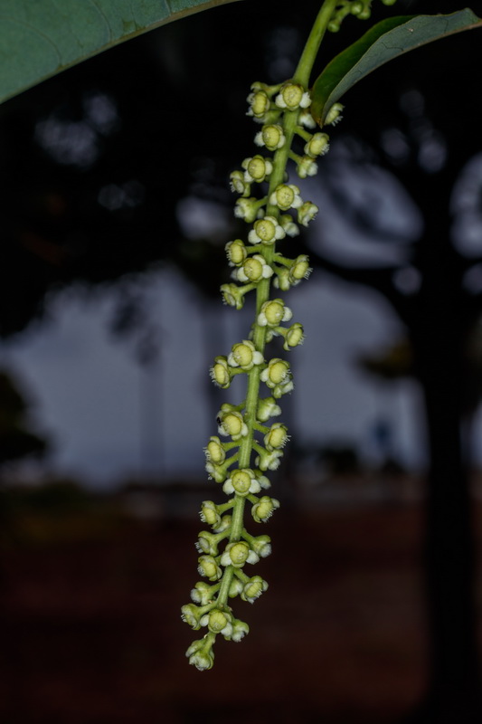  MG 3802  Phytolacca dioica bellasombra ombu