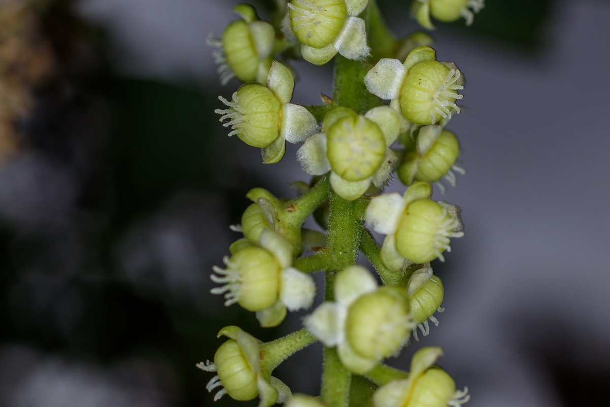  MG 3805  Phytolacca dioica bellasombra ombu