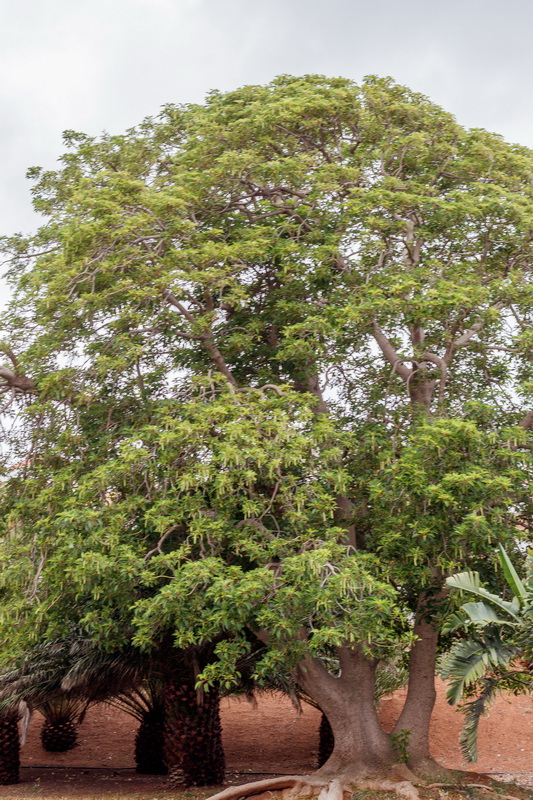  MG 3809  Phytolacca dioica bellasombra ombu