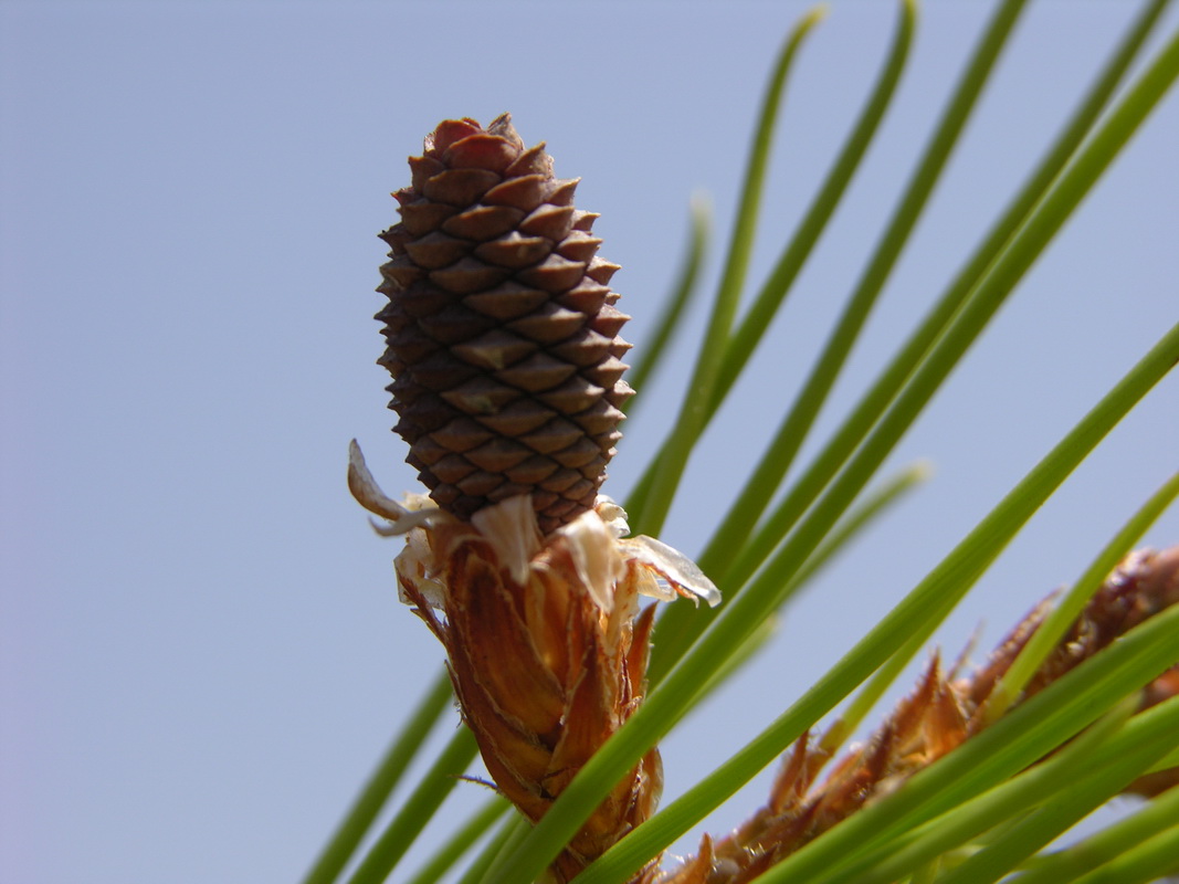 DSCN0377 Pinus halepensis
