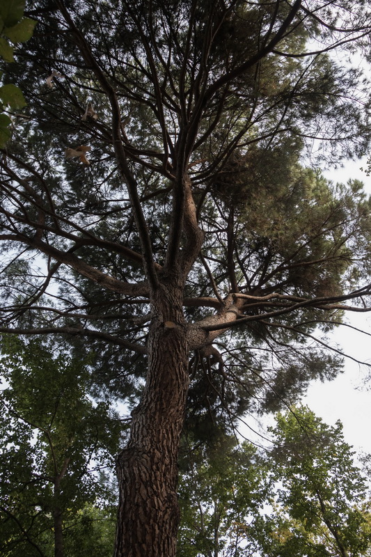 IMG 5613 Jardin El Capricho Pino Pinus pinea Madrid