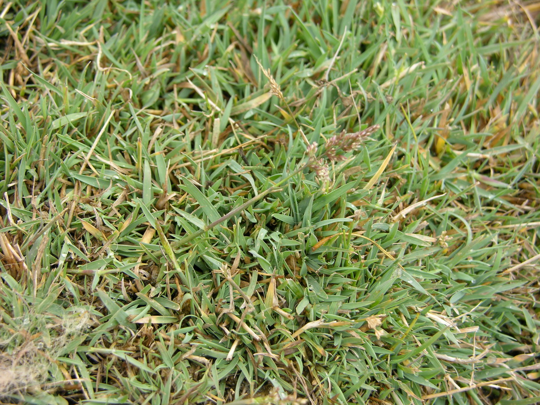 DSCN7450 Polypogon viridis