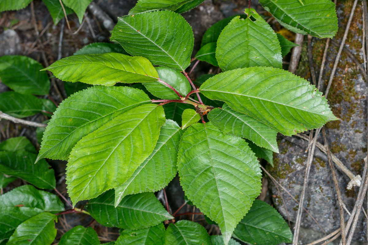  MG 2479 Prunus cerasus