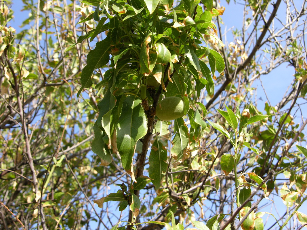 DSCN6660 Prunus comunis almendro