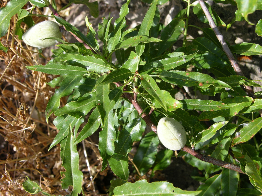 DSCN6661 Prunus comunis almendro