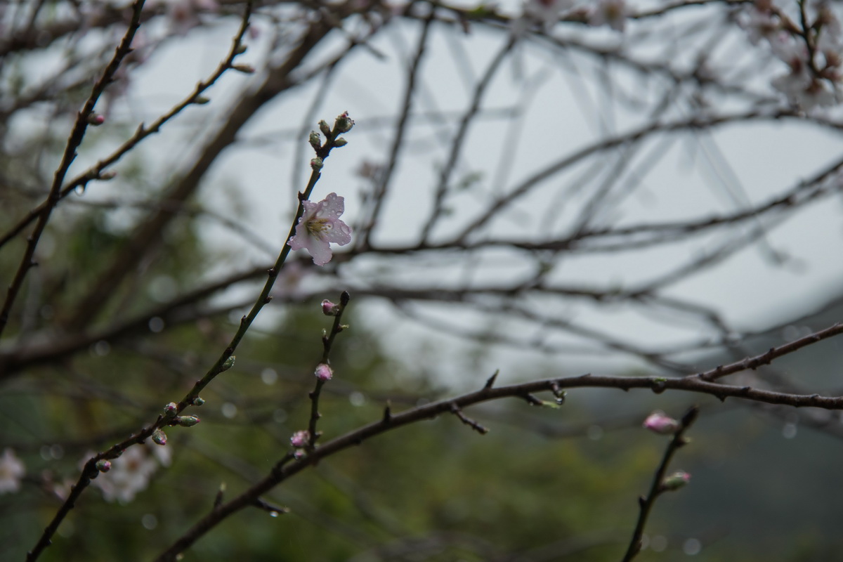  MG 1627 Prunus dulcis Almendro