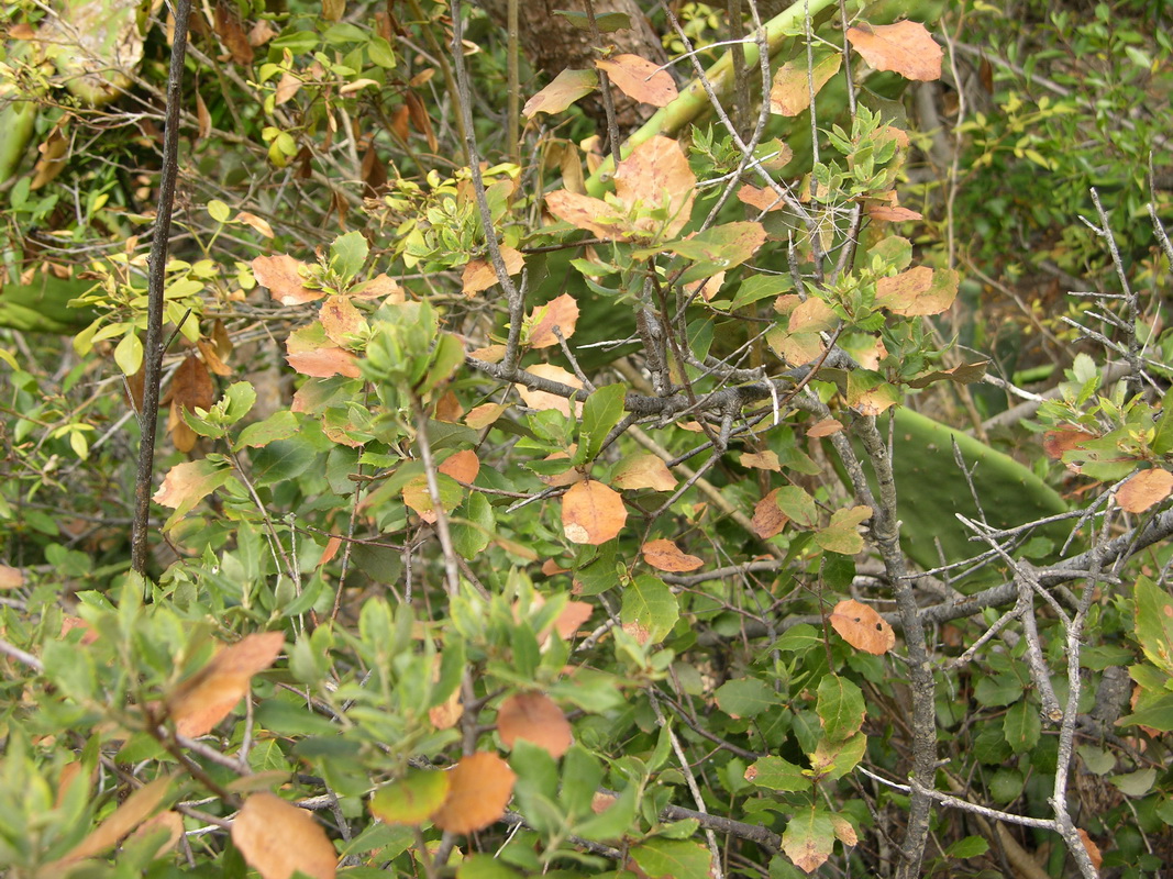 DSCN0936 Quercus ilex ssp rotundifolius