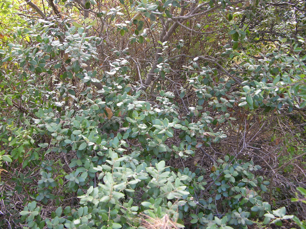 DSCN0967 Quercus ilex ssp rotundifolius