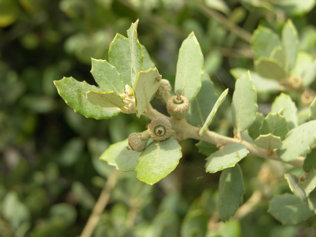DSCN8125 Quercus rotundifolia