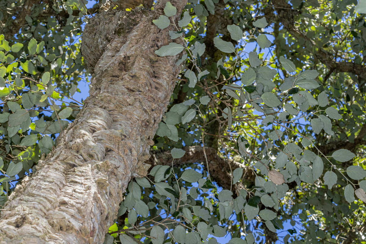 IMG 8230 Quercus suber Alcornoque