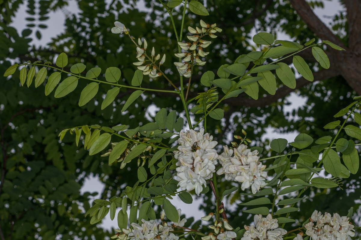  MG 2162 Robinia pseudoacacia falsa acacia