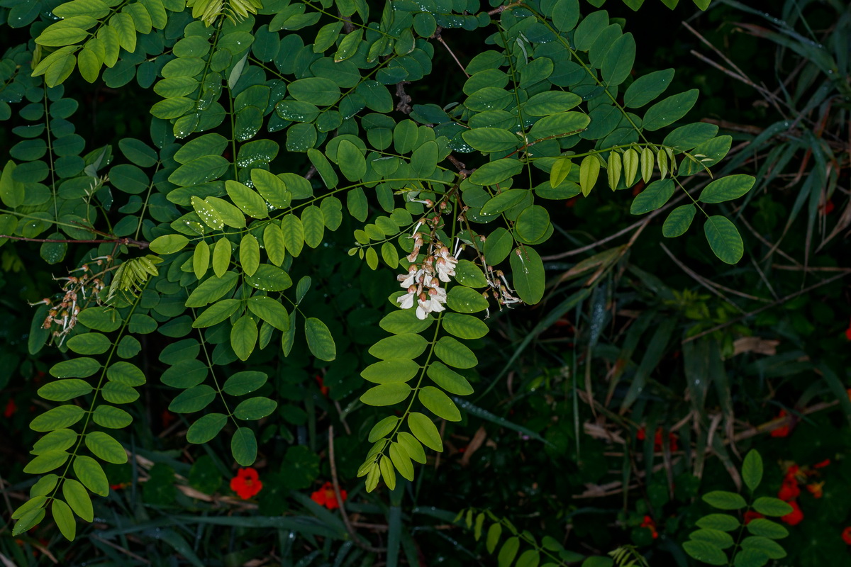  MG 2165 Robinia pseudoacacia falsa acacia