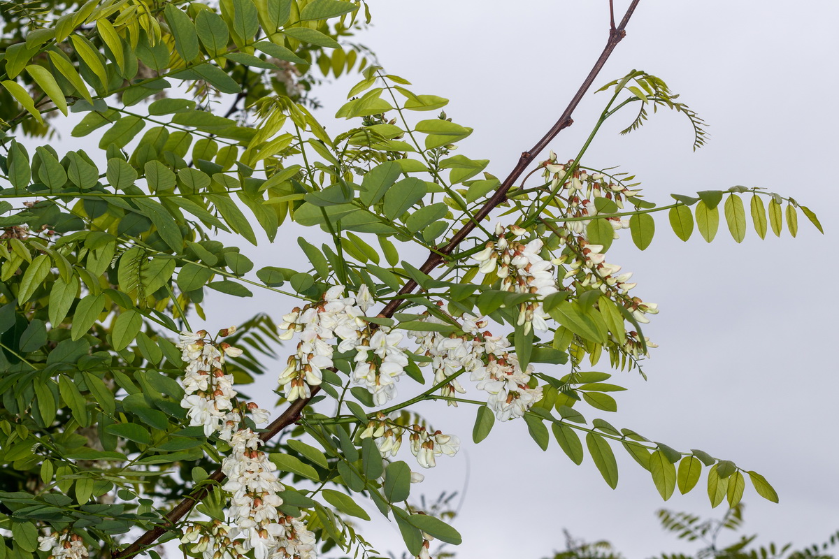  MG 2172 Robinia pseudoacacia falsa acacia