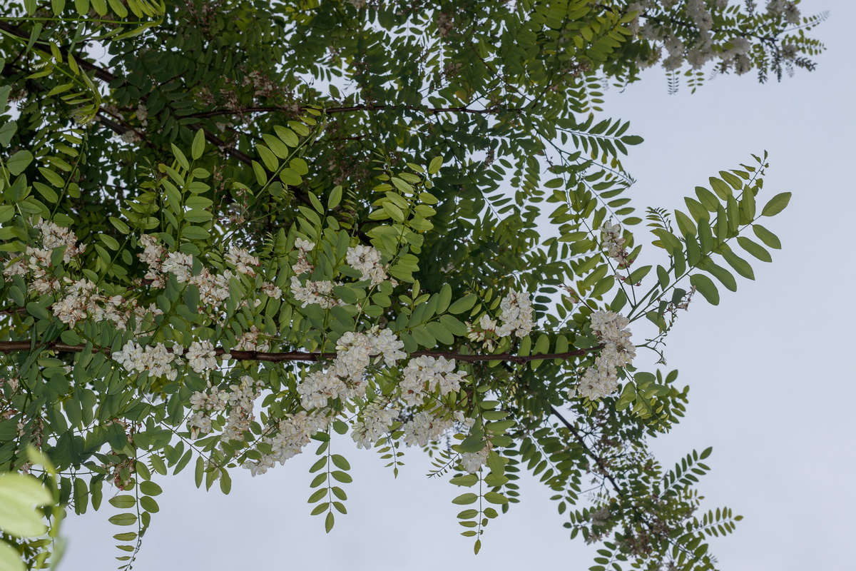  MG 2183 Robinia pseudoacacia falsa acacia