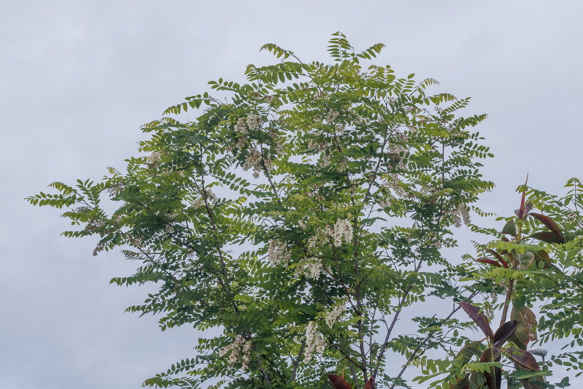  MG 2184 Robinia pseudoacacia falsa acacia