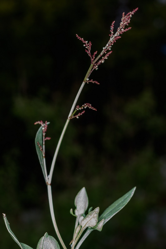  MG 2973 Rumex acetosella subsp. angiocarpus acederilla