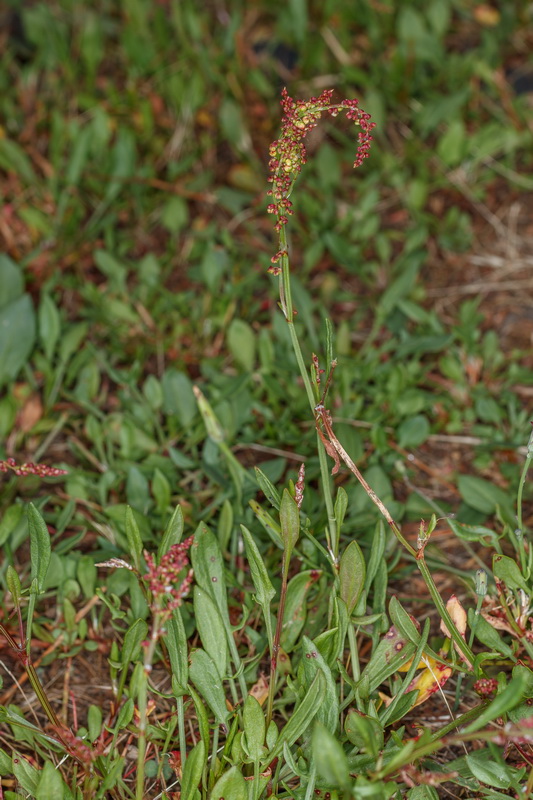  MG 2985 Rumex acetosella subsp. angiocarpus acederilla
