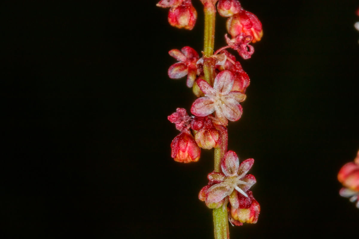  MG 5569 Rumex acetosella subsp. angiocarpus