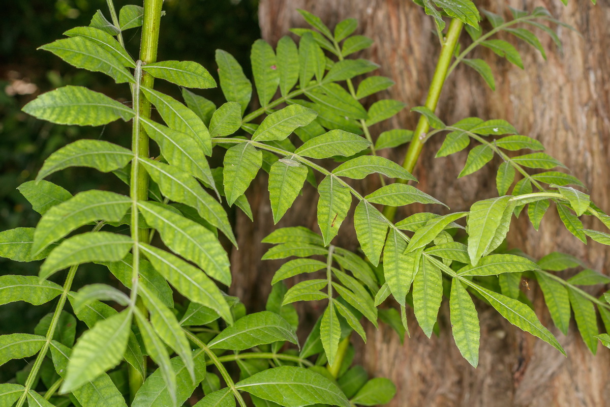  MG 6231 Schinus terebinthifolia var pohliuanus turbinto