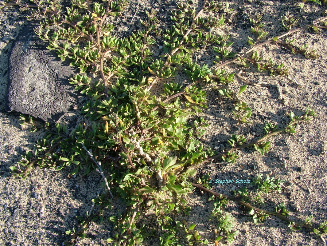 Sclerophylax spinescens Saladar Matorral.jpg