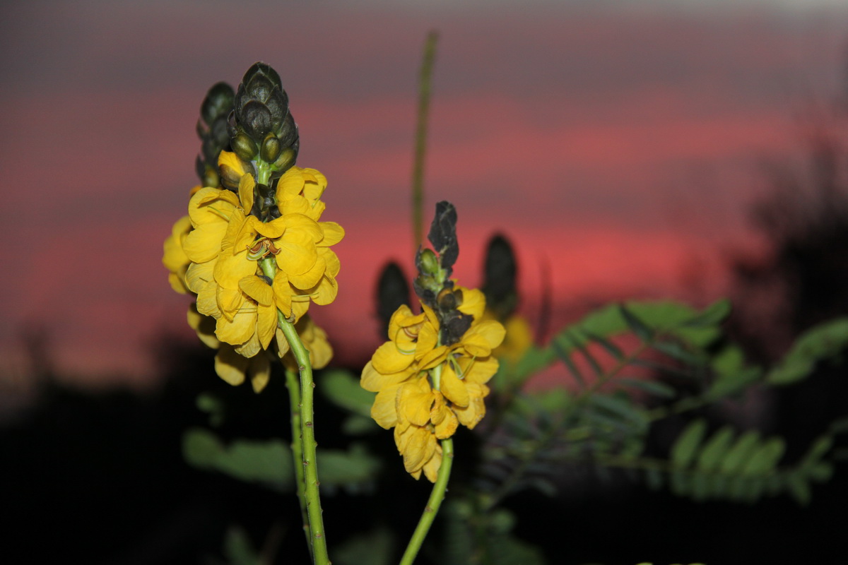 IMG 9764 Senna didymobotrya flor de gofio