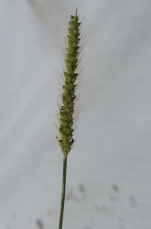 20240610 135723 Setaria parviflora (almorejo doblado) resize