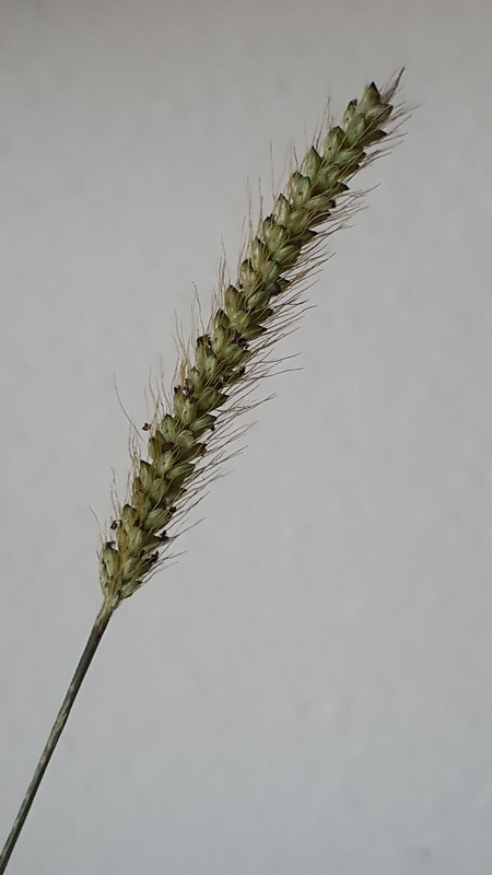 20240610 202851 Setaria parviflora (almorejo doblado) resize