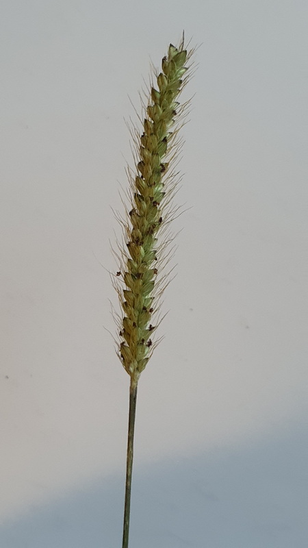 20240610 202934 Setaria parviflora (almorejo doblado) resize