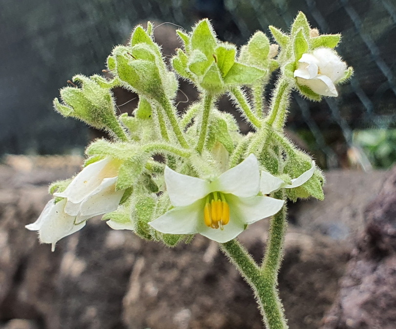 02 Solanum abutiloides (fruta dorada)
