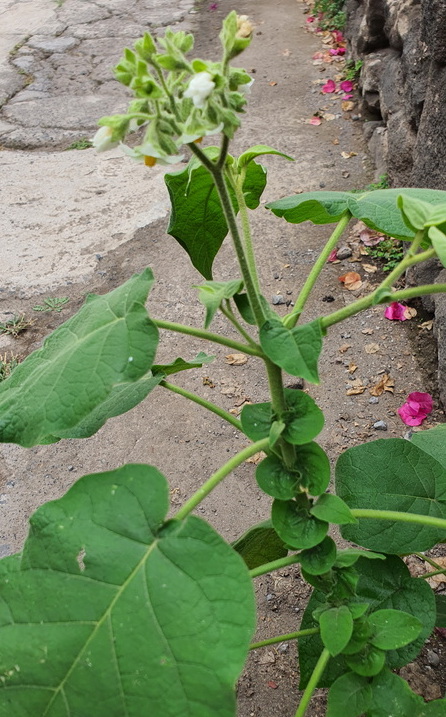 06 Solanum abutiloides (fruta dorada)