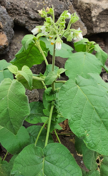 07 Solanum abutiloides (fruta dorada)