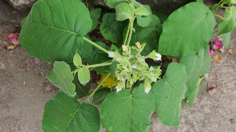 09 Solanum abutiloides (fruta dorada)
