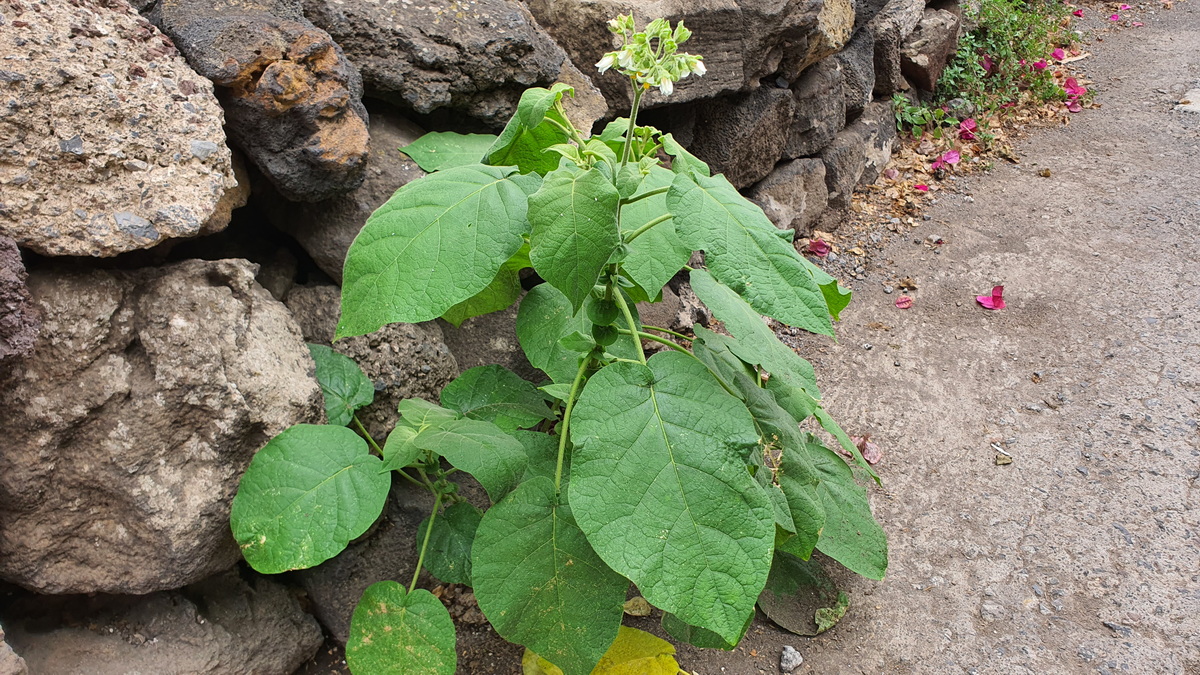 11 Solanum abutiloides (fruta dorada)