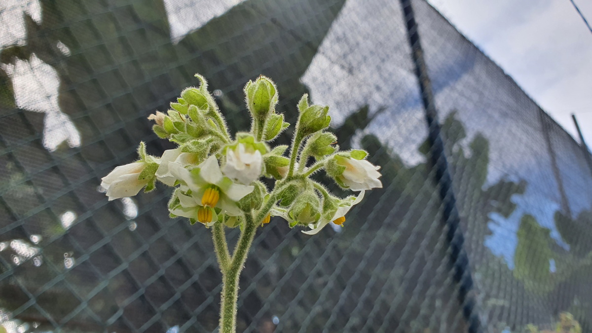 13 Solanum abutiloides (fruta dorada)