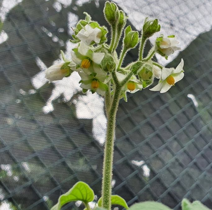 14 Solanum abutiloides (fruta dorada)