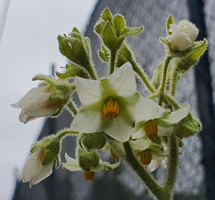 16 Solanum abutiloides (fruta dorada)