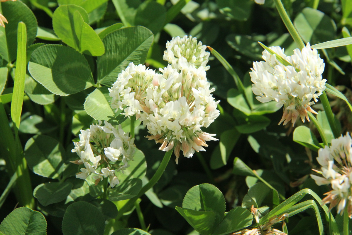Trifolium repens02