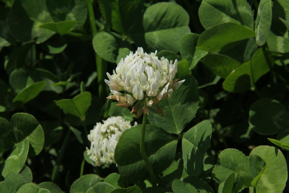 Trifolium repens04