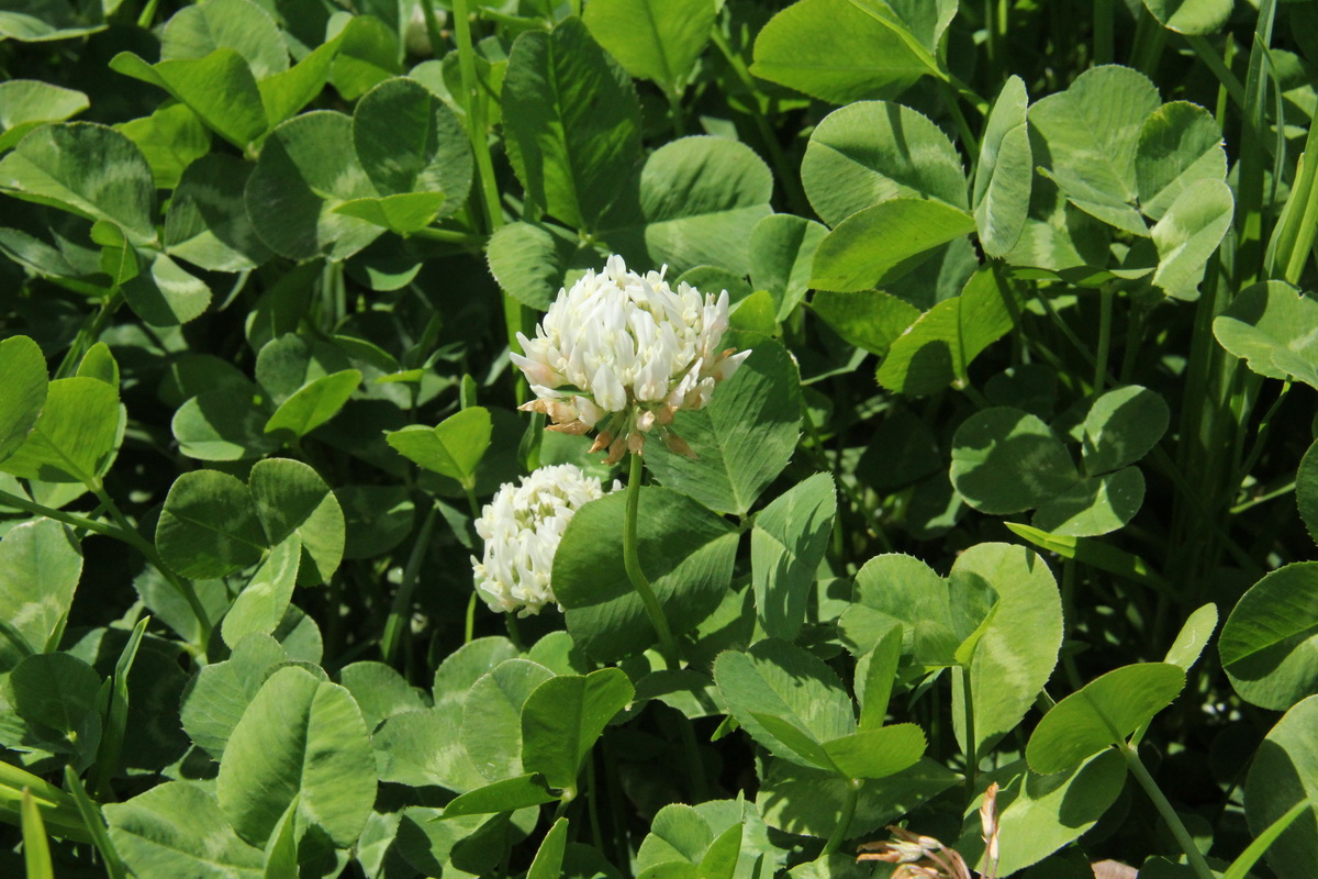 Trifolium repens05