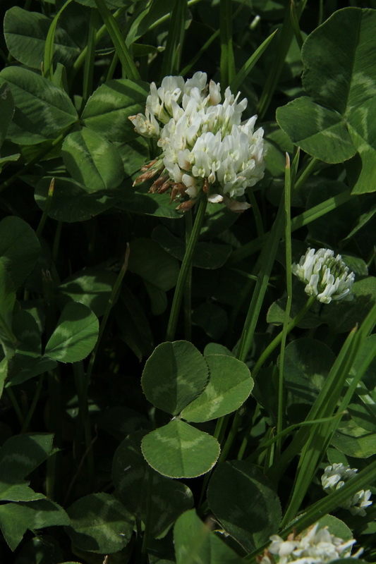 Trifolium repens06