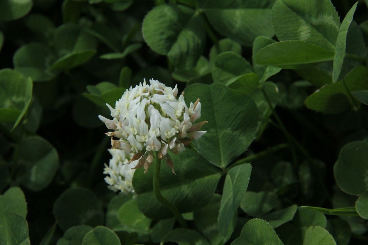 Trifolium repens07