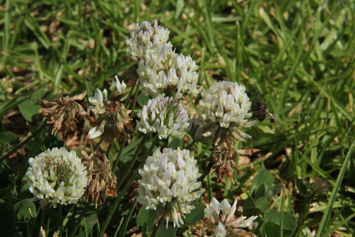 Trifolium repens09