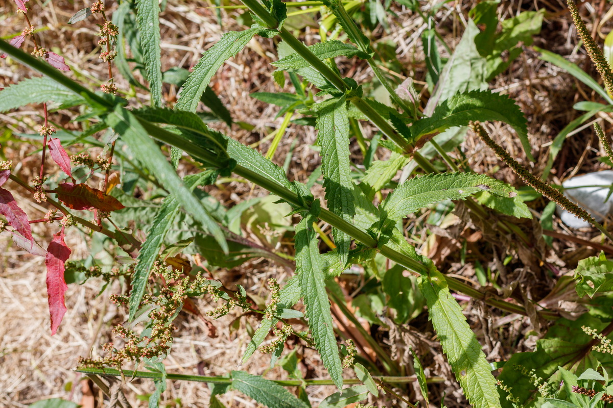  MG 9130 Verbena bonariensis Verbena argentina