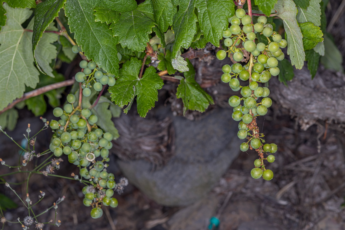 IMG 7828 Vitis vinifera Parra común, Viña