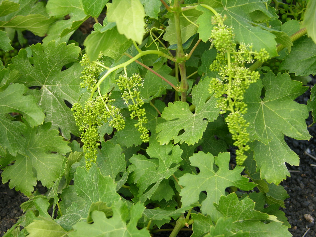 Vitis vinifera1