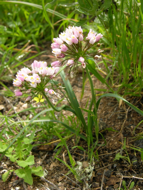 Allium subhirsutum ssp obtusipetalum01